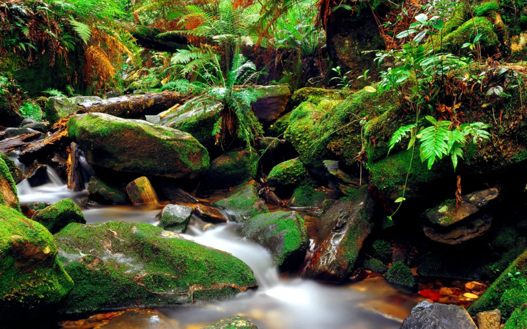 AUSTRALIAN RAINFORESTS & WATERFALLS